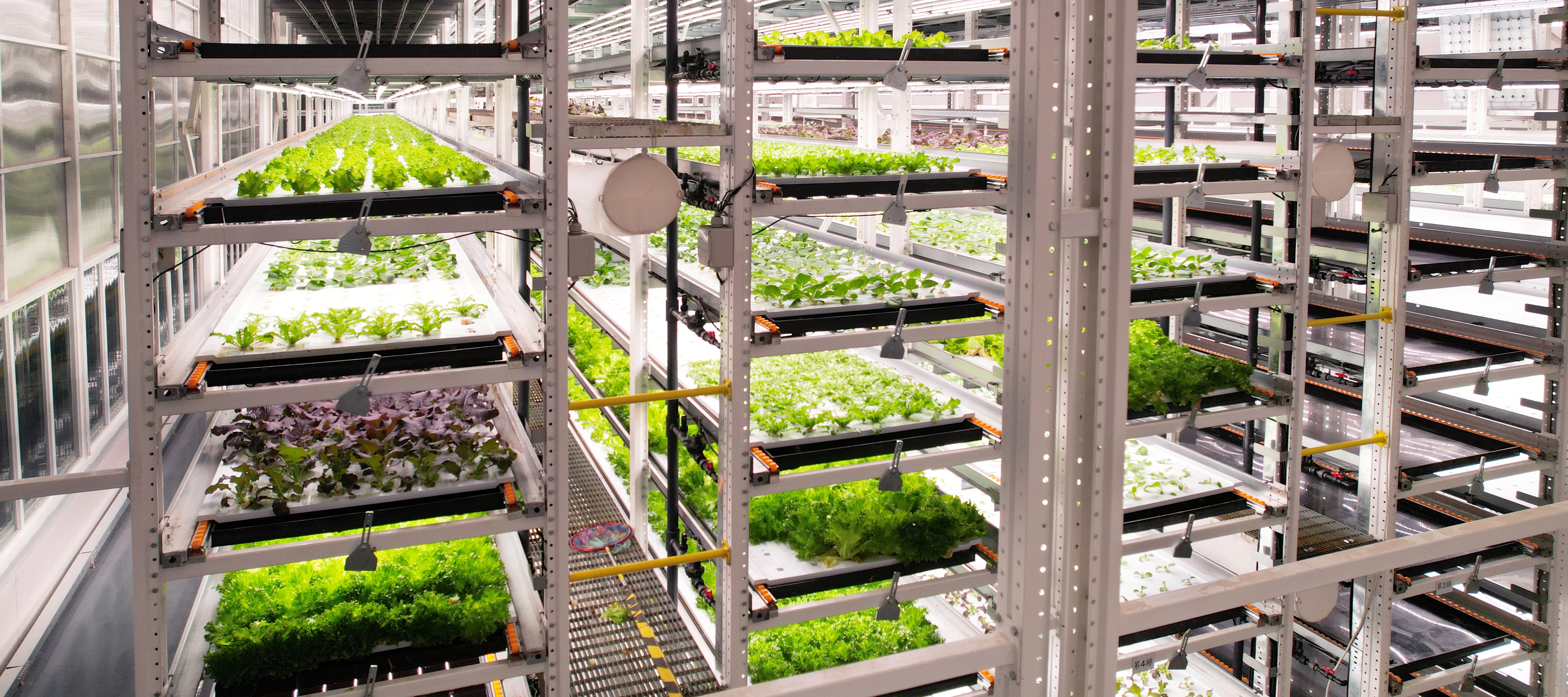 金沙9001cc以诚为本植物工厂蔬菜20231206 (2)_看图王.JPG